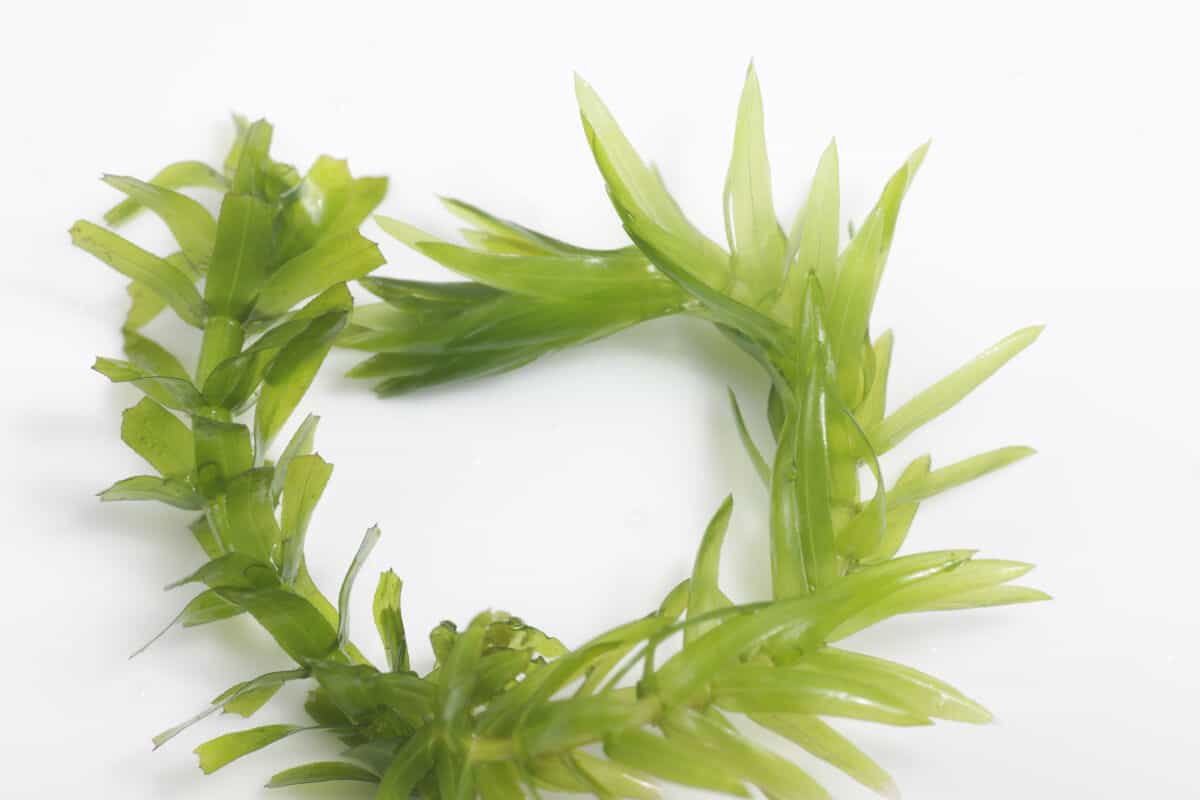 Brazilian waterweed out of water on a white background