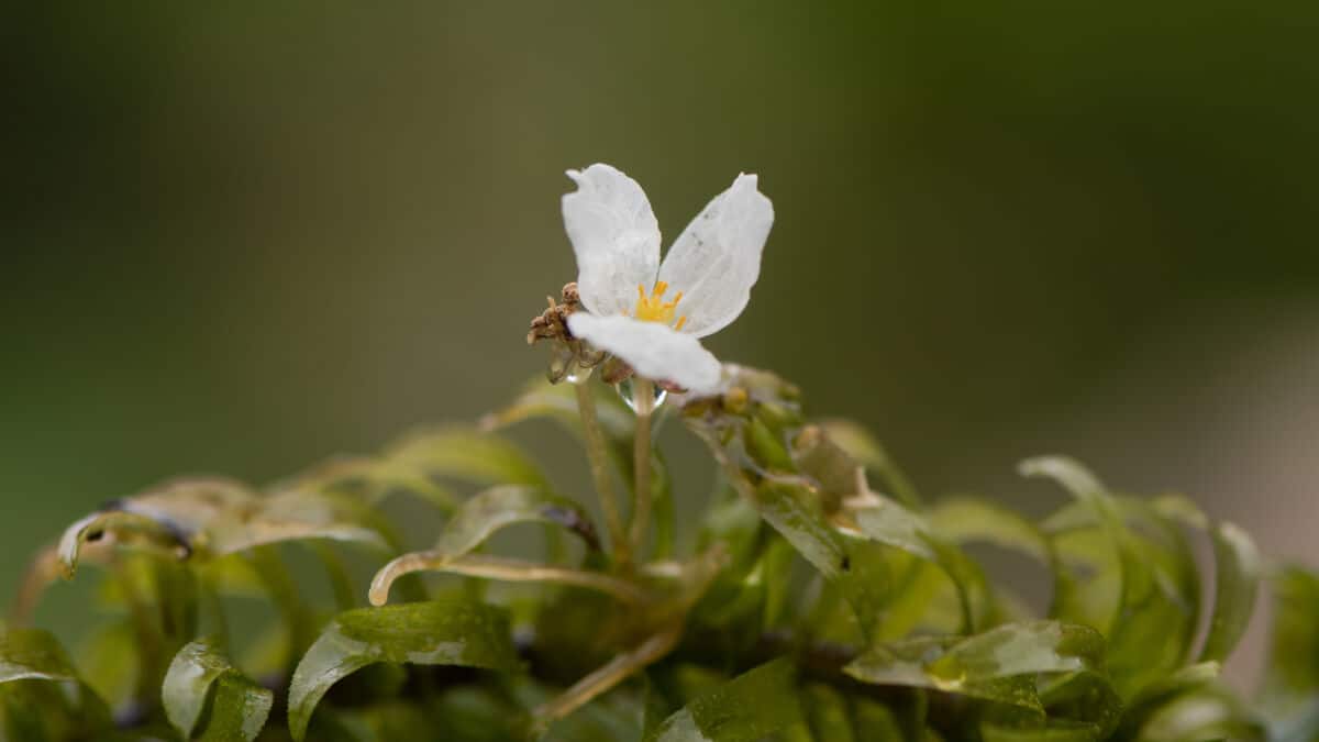 A flowering Anacharis Brazilian waterweed plant