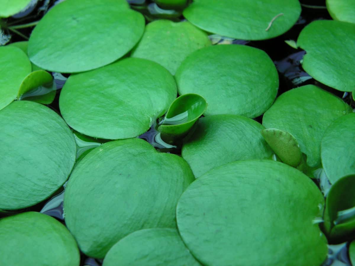 Bright green, floating Amazon frogbit leaves