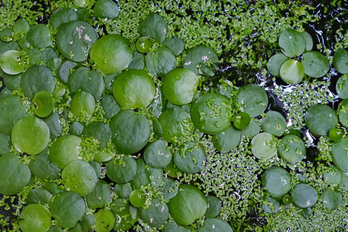 A carpet of amazon frogbit on a waters surface