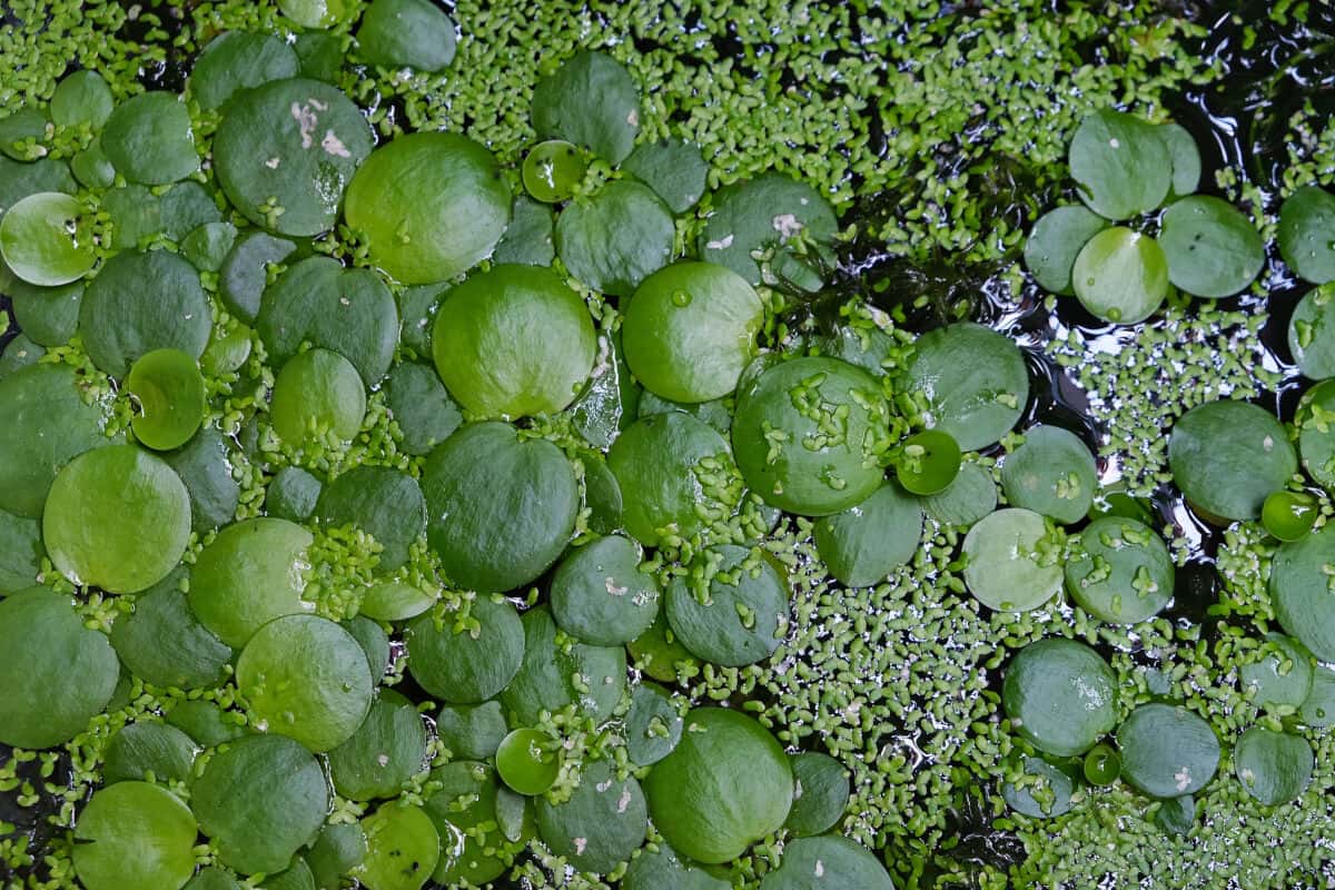 Amazon Frogbit