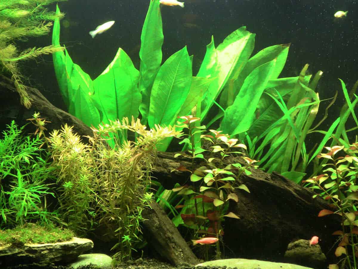 amazon sword plant, with other plants in an aquarium