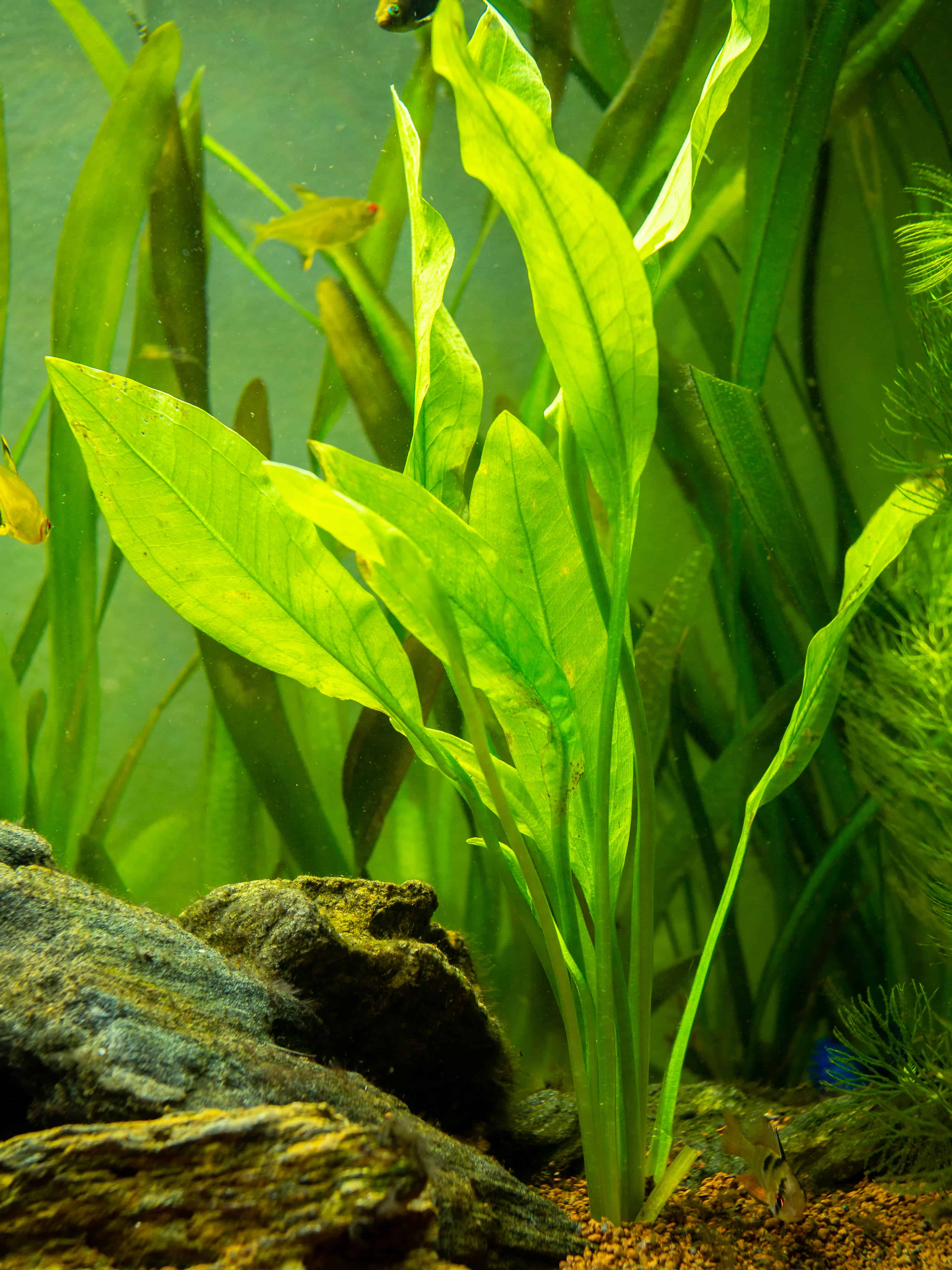 close up image of an amazon sword in a heavily planted tank