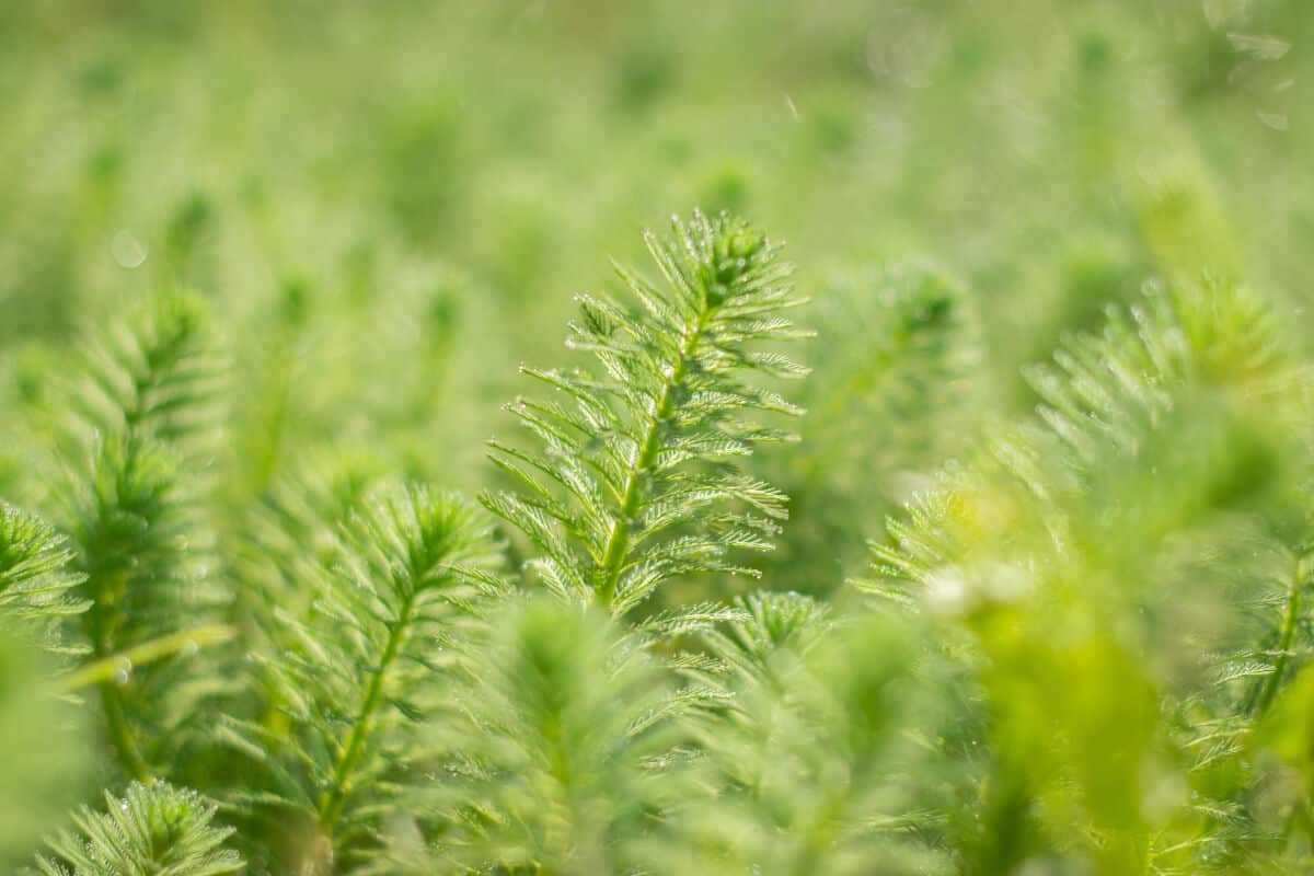 A thick carpet of Anacharis / Brazilian waterweed