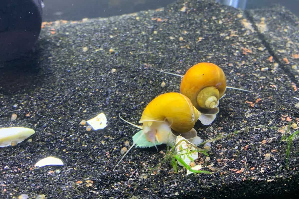 Two bright yellow mystery snails - or apple snails - on black gravel in an aquarium