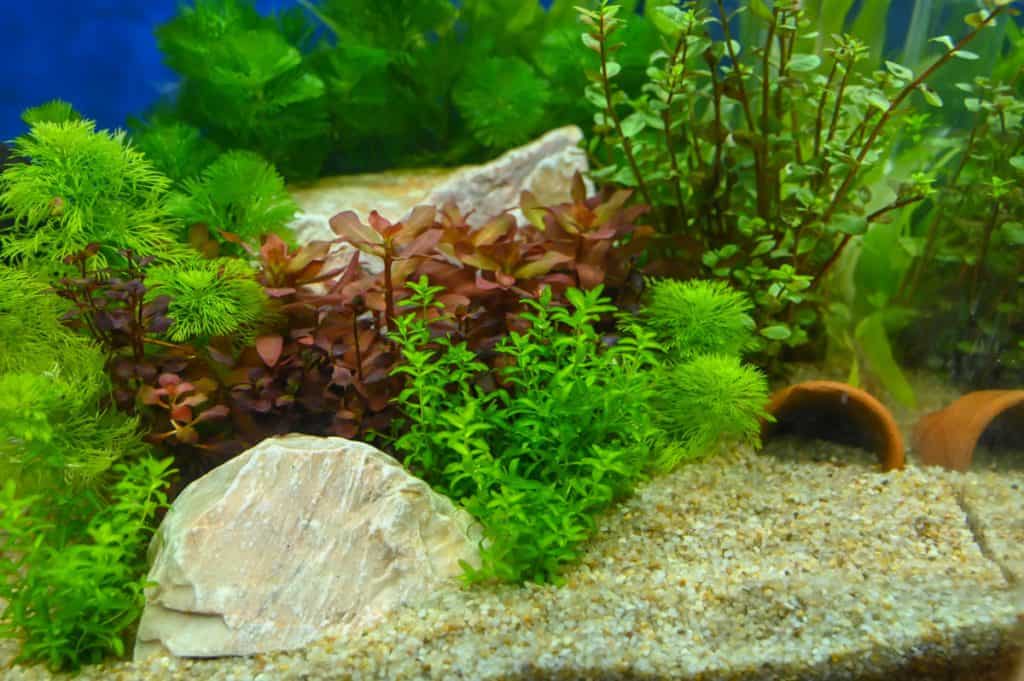 A healthy looking planted aquarium with many great looking plants