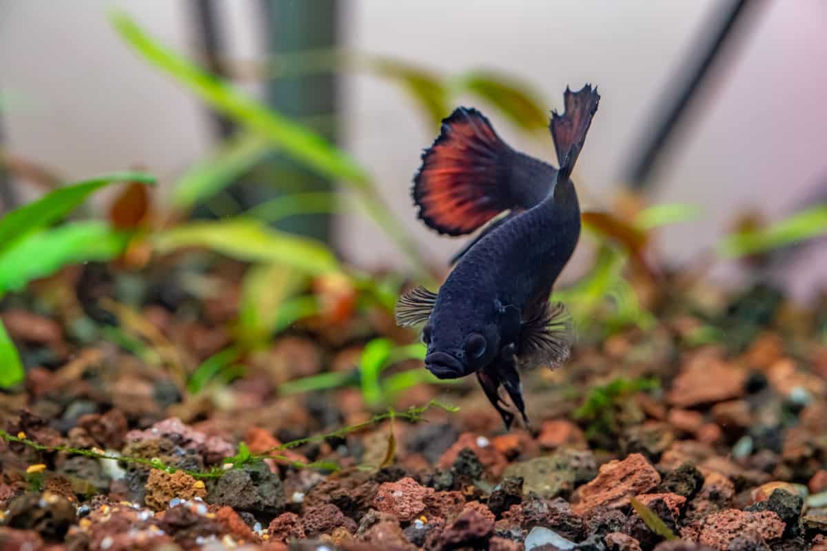 10 gallon fish tank with a black and orange fish swimming over gravel