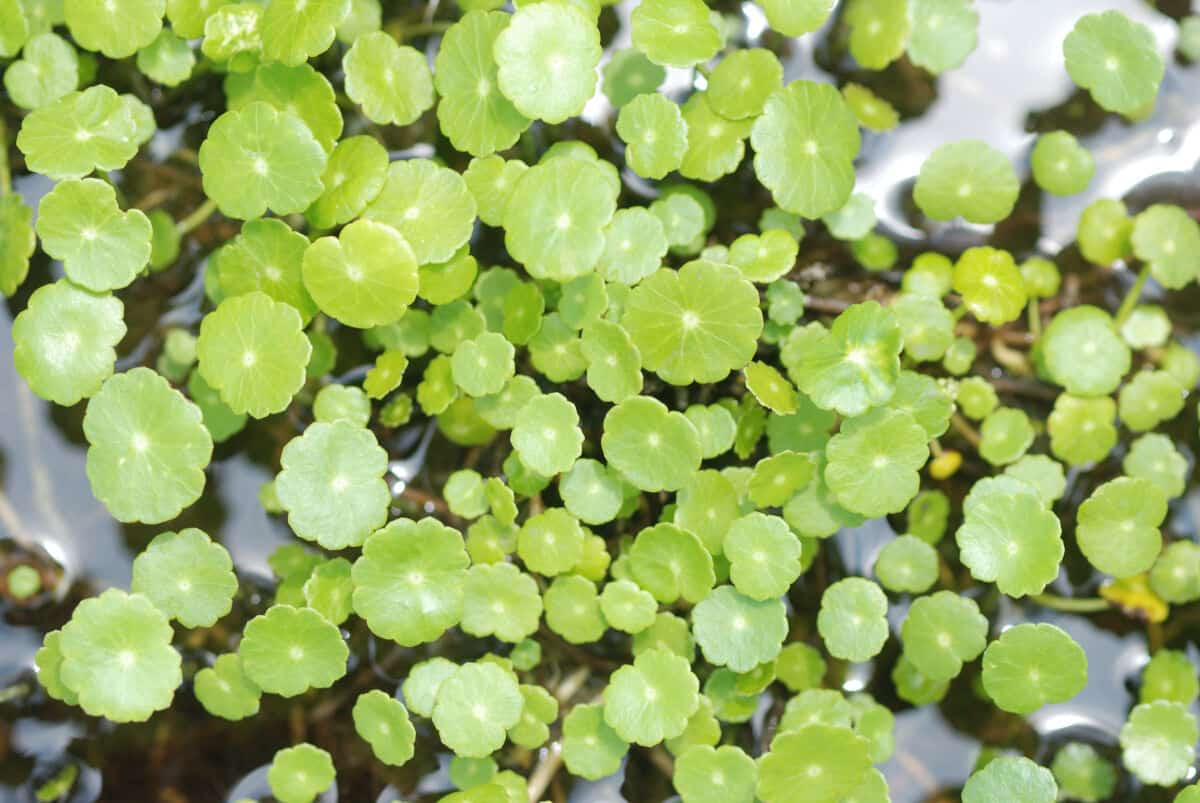 a carpet of amazon frogbit on a waterway