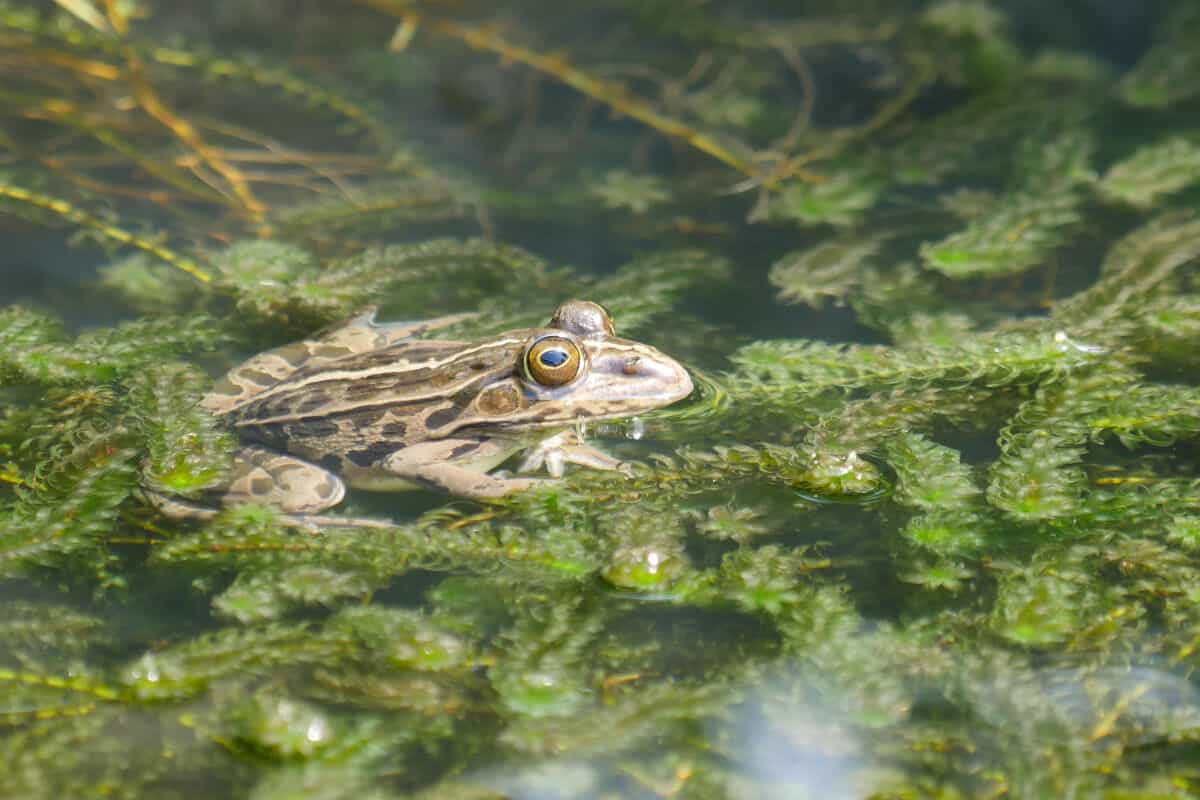 A frog sitting on an Anacharis plant