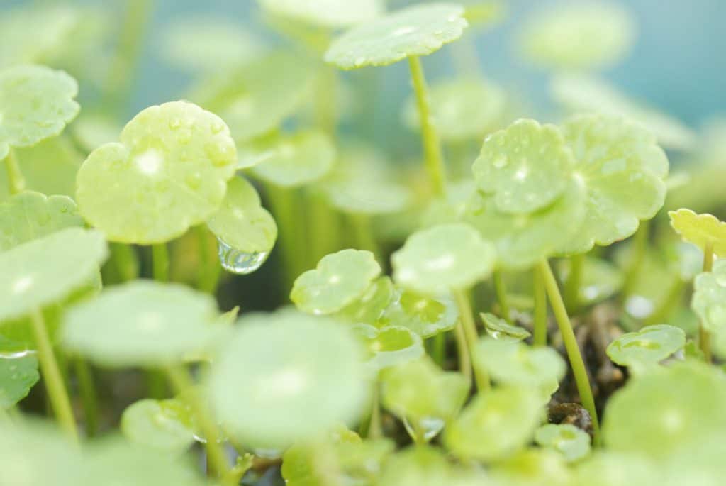 Juvenile amazon frogbit sprouting