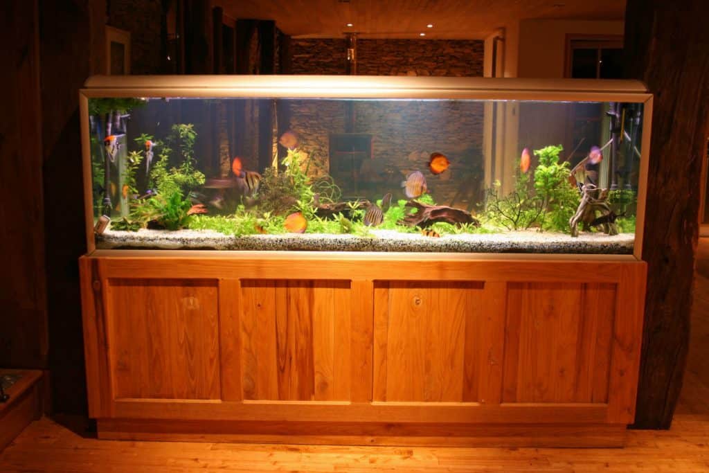 A brightly lit aquarium at night in a living room
