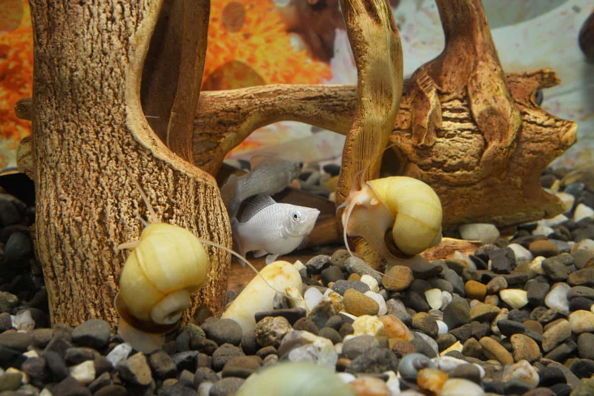 Mystery snails in a gravel bottom aquarium with driftwood