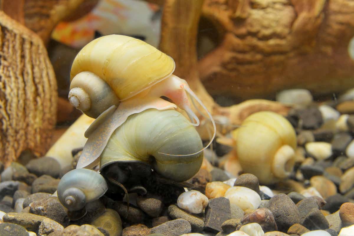 Three mystery snails in an aquarium with driftwood