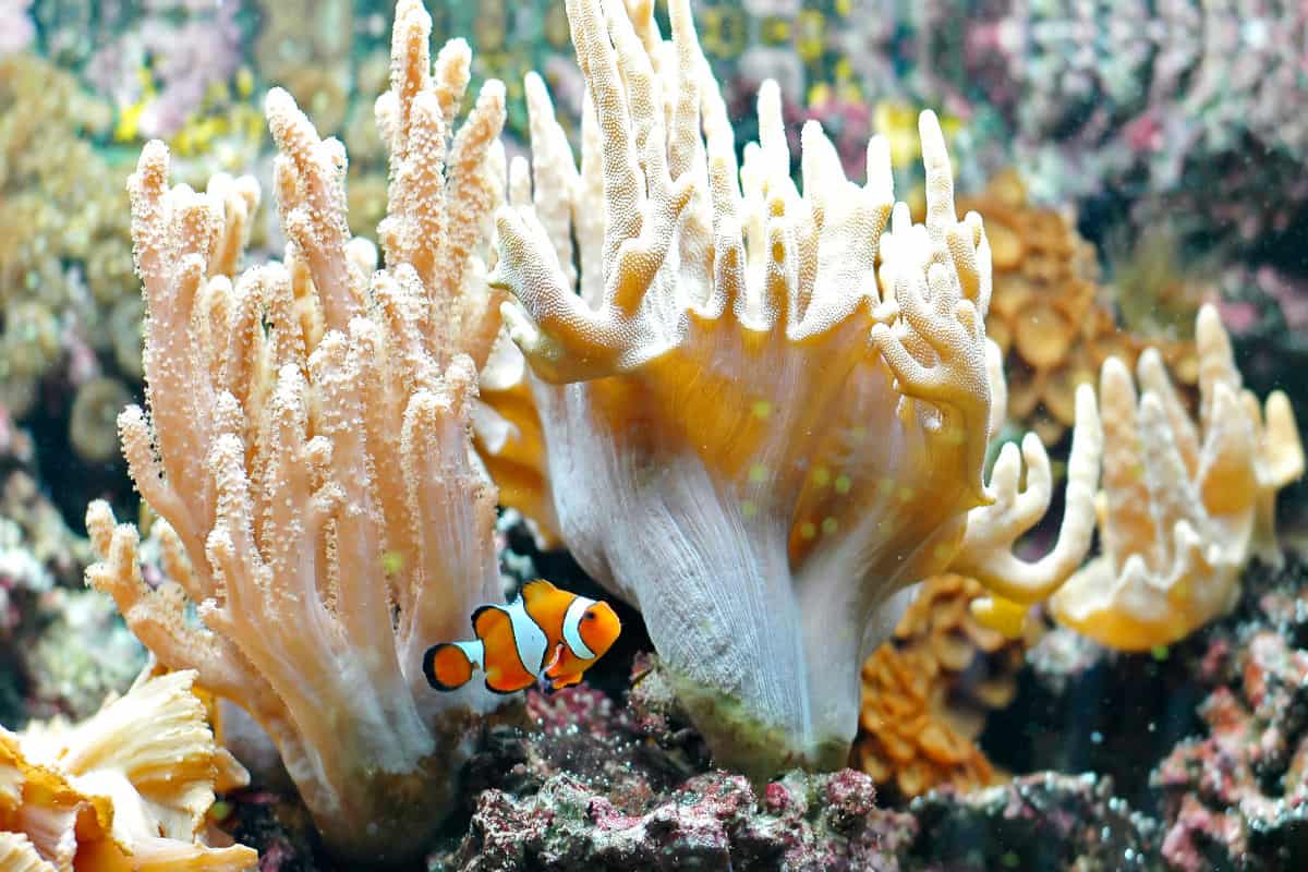 A clownfish hiding in some coral