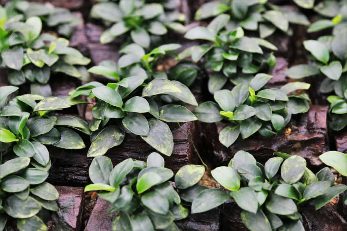 A wide angle shot from above of anubias nana having grown out of the water