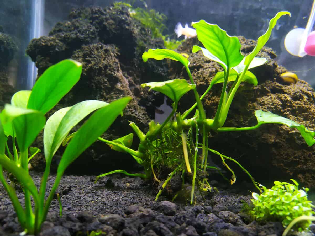 Anubias nana in an aquarium with a mud like substrate it's growing from