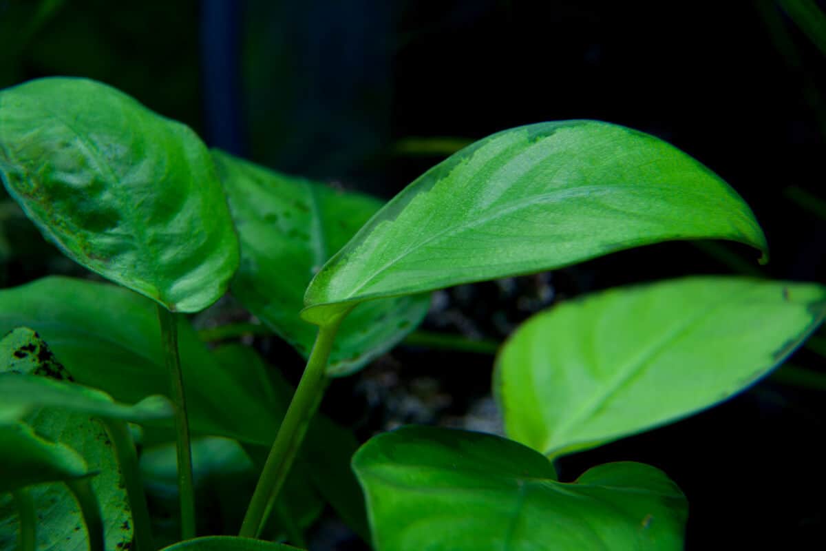Close up of Anubias nana leaves against a black background