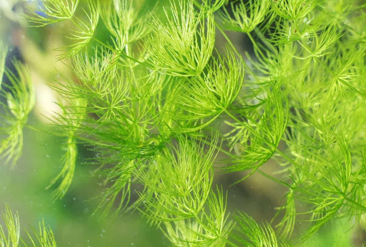 Many hornwort plantes photographed underwater