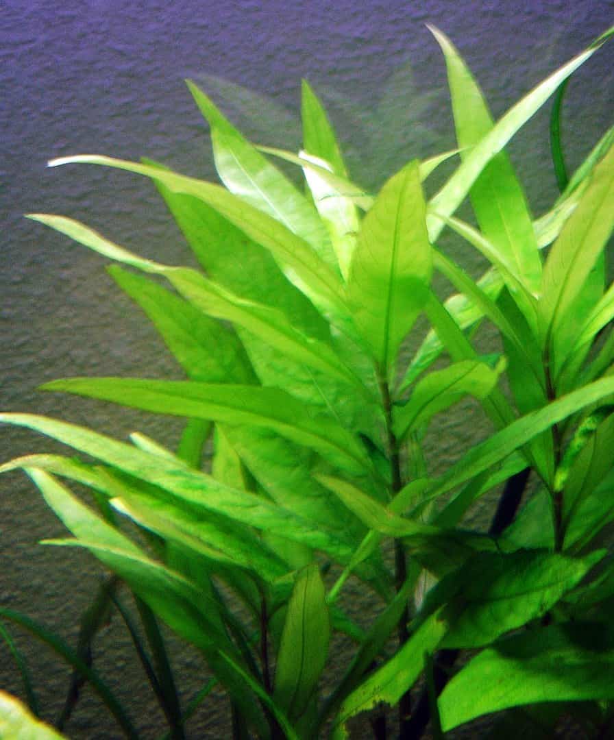 Close up of a Hygrophila corymbosa