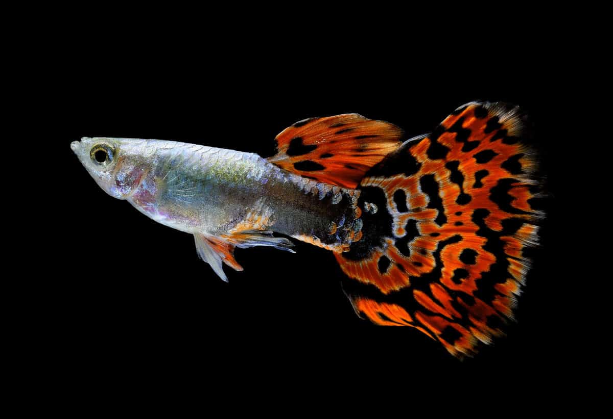 A red, black and grey guppy fish isolated on black