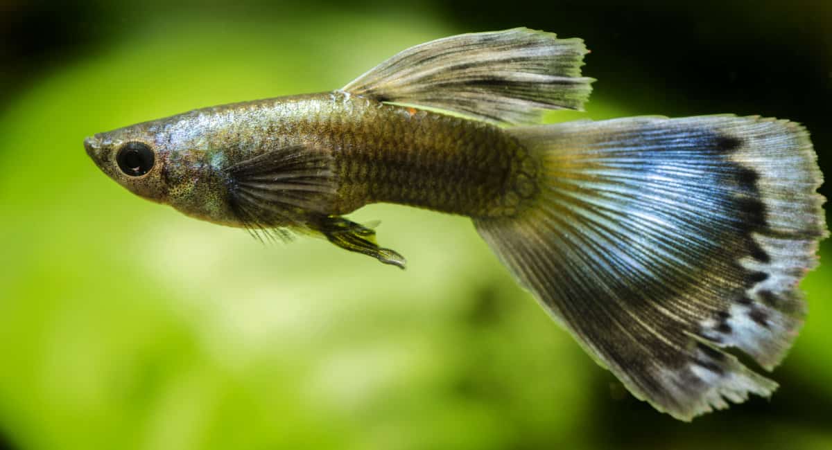 A less colorful, somewhat plain looking guppy in a planted tank