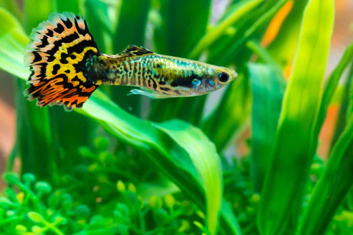 A facny tailed guppy in a planted tank