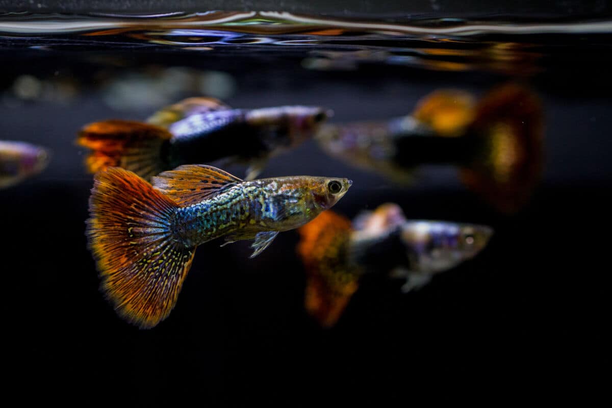 Two guppies at the surface of the water