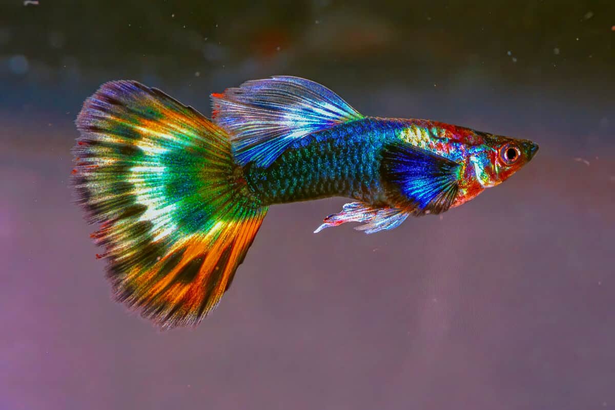 A very bright and colorful guppy isolated