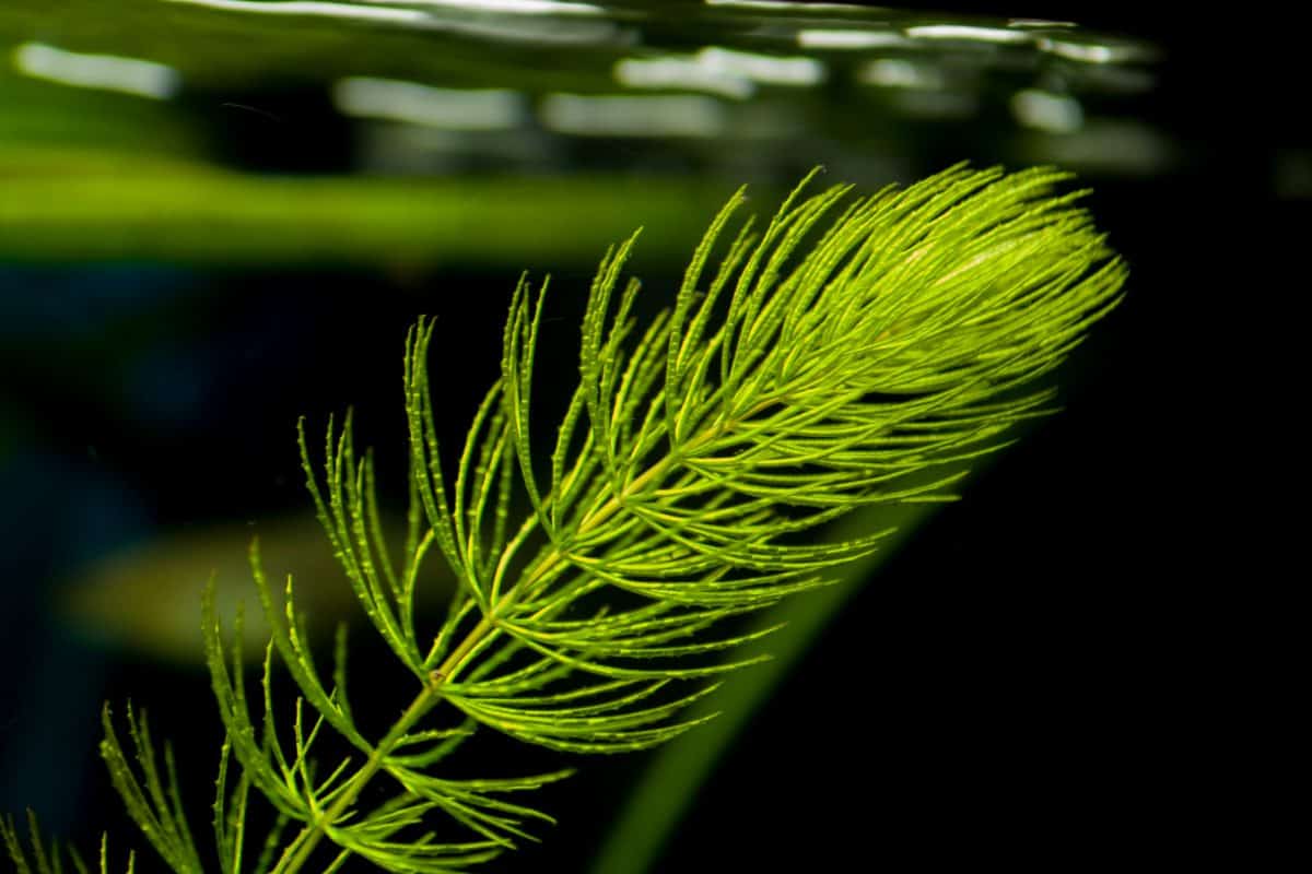 A close up of a single stem of hornwort in water