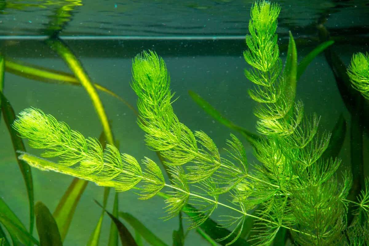 Some hornwort stems and leaves, in a planted tank