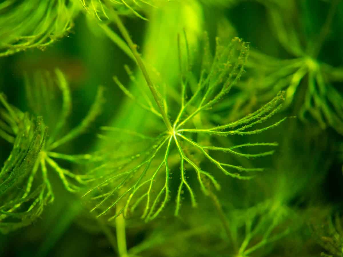 Macro shot of a tip of hornwort