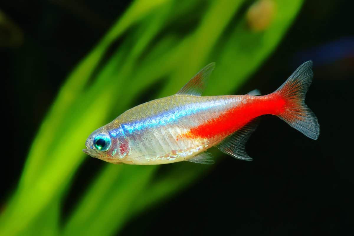 Side view close up of a neon tetra in a planted tank