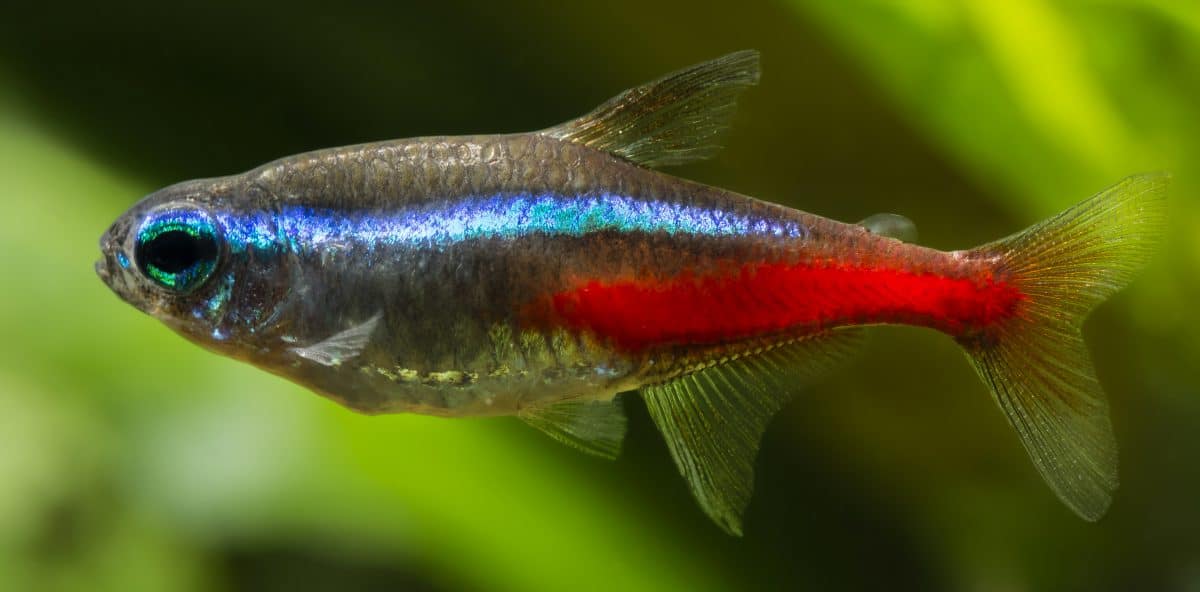 A vivid colored neon tetra against a blurred plant background