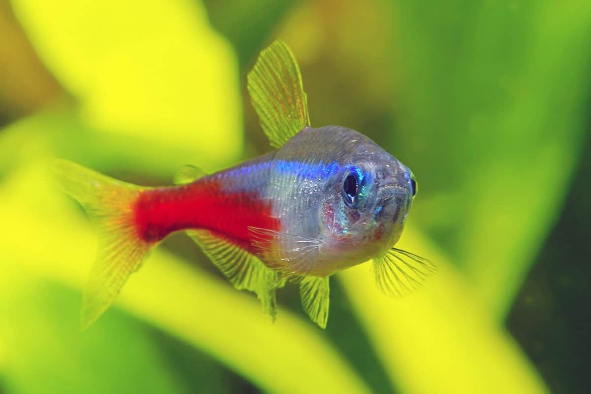 neon tetra looking right into camera as the photo was shot