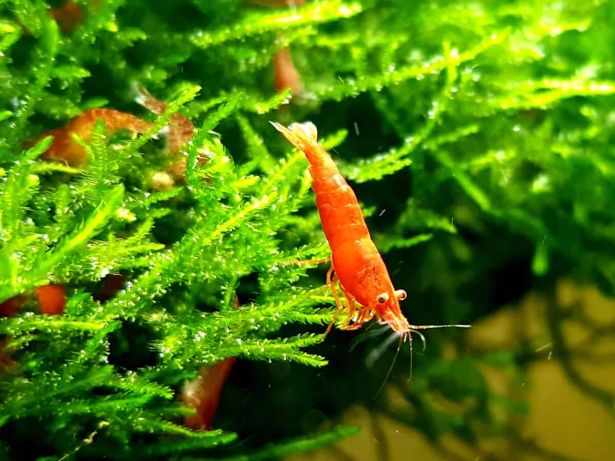 Some red cherry shrimp in and around a lush green plant