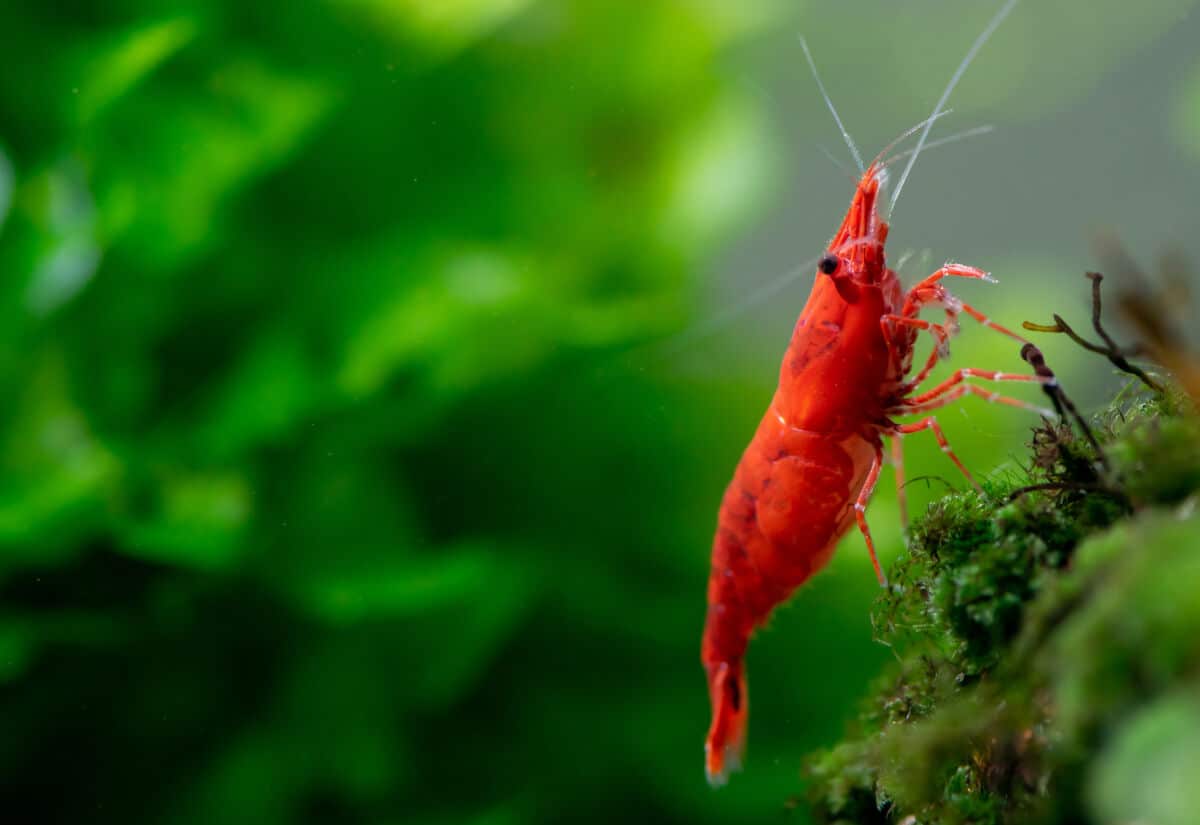 A red cherry shrimp against a blurred planted tank background