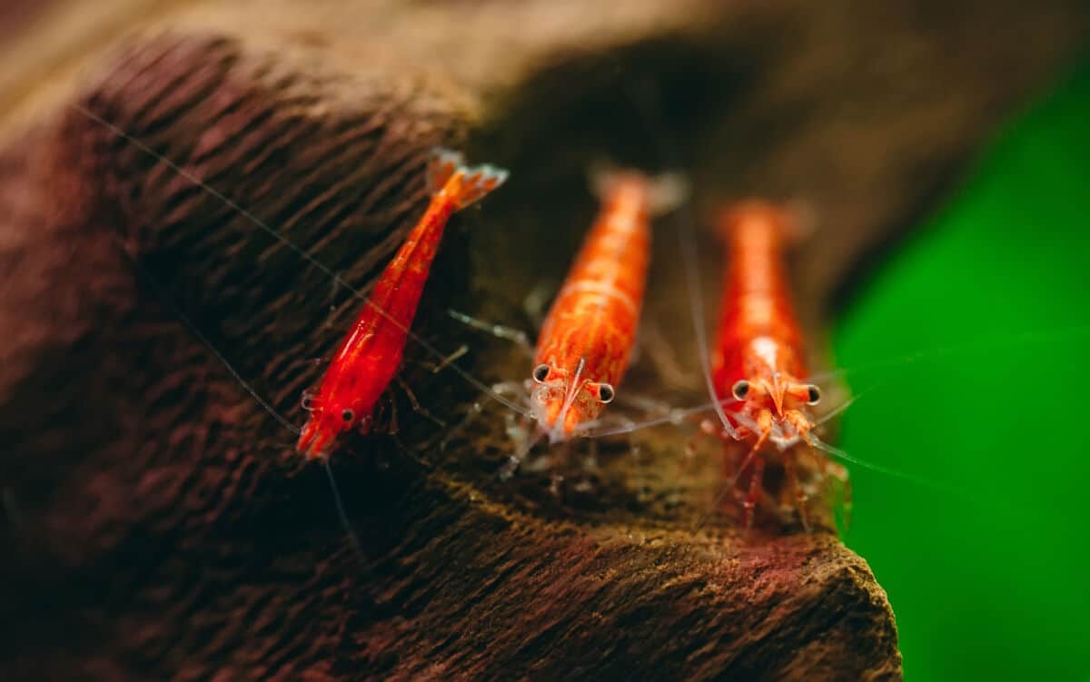 3 red cherry shrimp resting on some driftwood