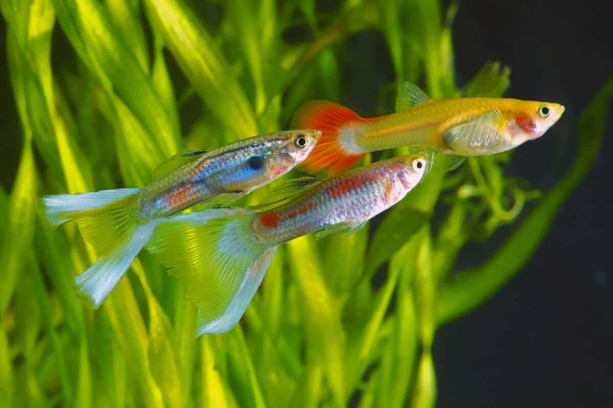 Close up of three guppies in a planted tank